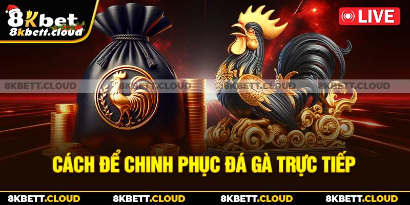 Cách để chinh phục đá gà trực tiếp 