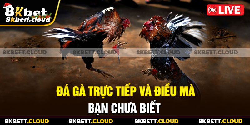 Đá gà trực tiếp và điều mà bạn chưa biết