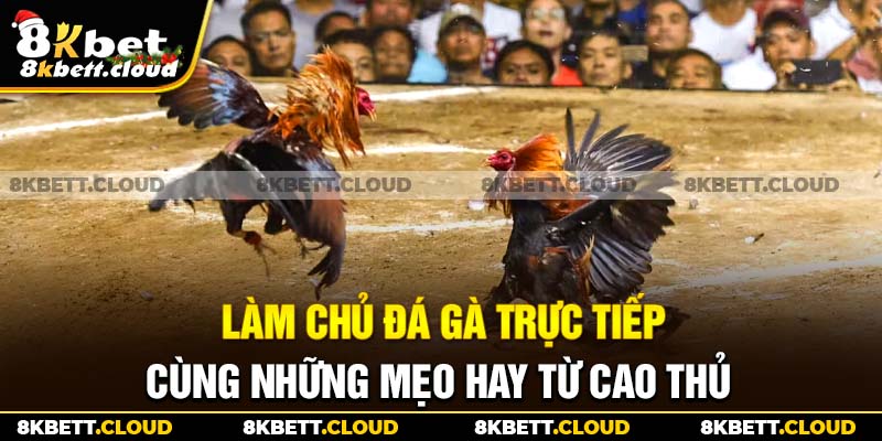 Làm chủ đá gà trực tiếp cùng những mẹo hay từ cao thủ